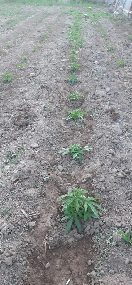 Ağdamda polis əməliyyat keçirib, qardaşlar saxlanılıb