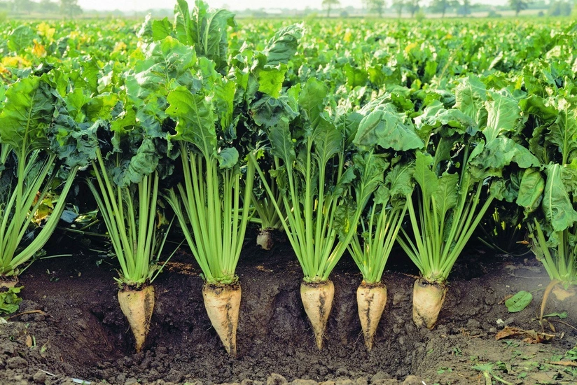 Bu il İmişlidə 215 hektar sahədə şəkər çuğunduru əkilib