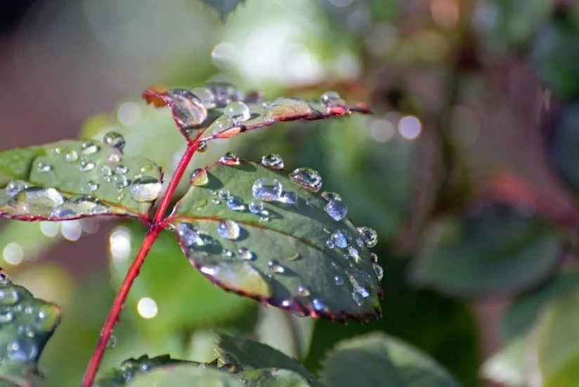 Qərb rayonlarına yağış yağıb, Daşkəsənə dolu düşüb - FOTO - VİDEO