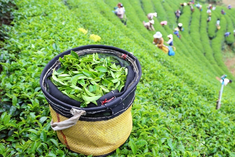 Azerbaijan significantly reduces tea imports