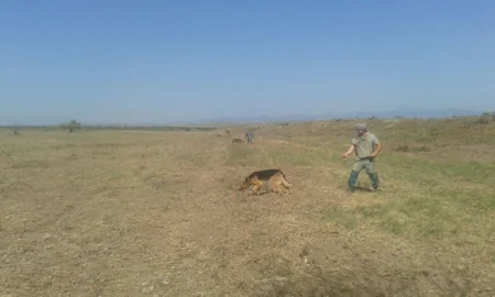 Cocuq Mərcanlıda 1343 ədəd qəlpə aşkarlanıb