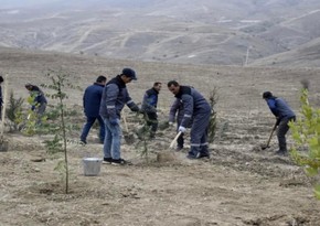 В Лачыне, Джебраиле и Зангилане прошли акции по посадке деревьев