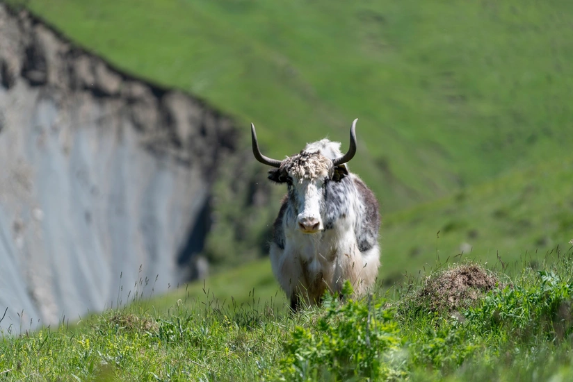 Qırğızıstandan işğaldan azad edilmiş yaylaqlara daha 116 baş yak gətirilib