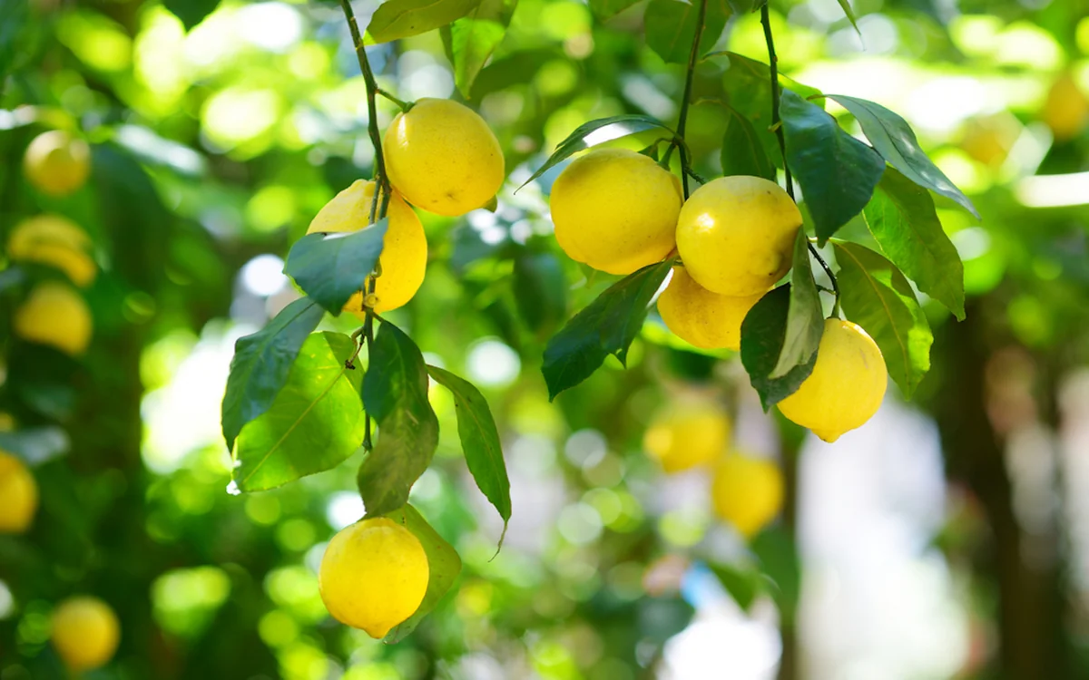 Azərbaycan Zimbabvedən limon və laym idxal etməyə başlayıb