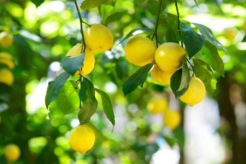 Azərbaycan Zimbabvedən limon və laym idxal etməyə başlayıb