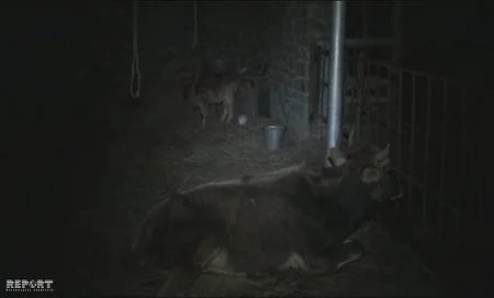 В Шеки волки напали на скот - ФОТО - ВИДЕО - ДОПОЛНЕНО