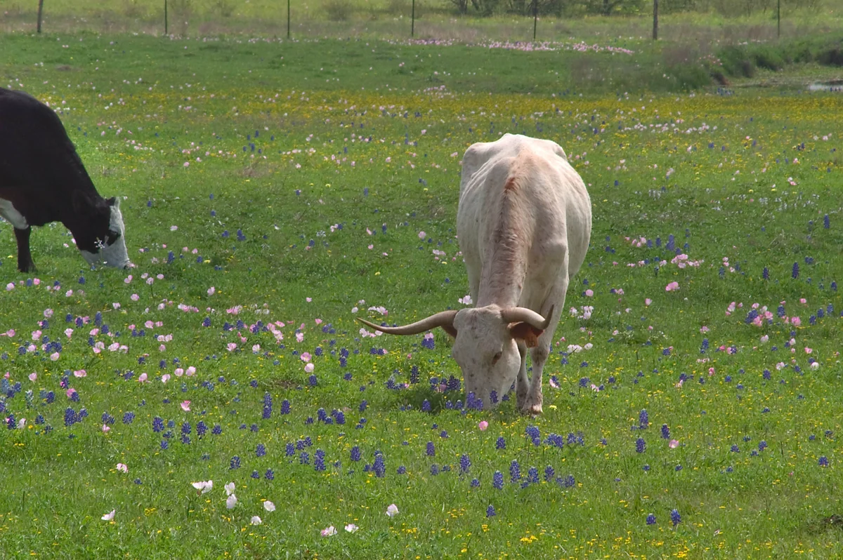 Nazirlik: Azərbaycanda örüş sahələri azdır