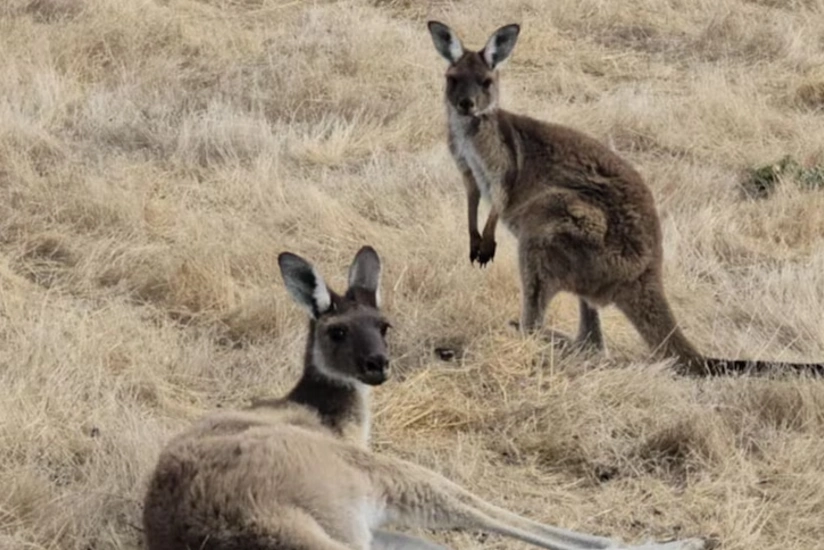 На юге Австралии зафиксирована массовая гибель кенгуру