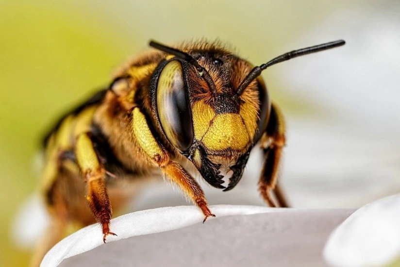 Житель Баку умер от укуса пчелы