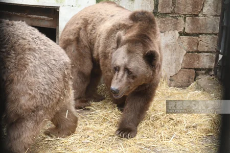 Altıağacda qonur ayılar peyvəndlənib