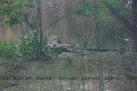 Tbilisi zooparkının sevimli və nəcib sakinləri - Azərbaycanın hədiyyəsi - VİDEOREPORTAJ