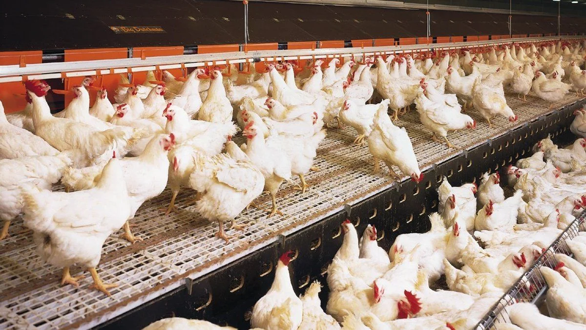 Kyodo: 150,000 chickens to be slaughtered in northern Japan due to bird flu outbreak
