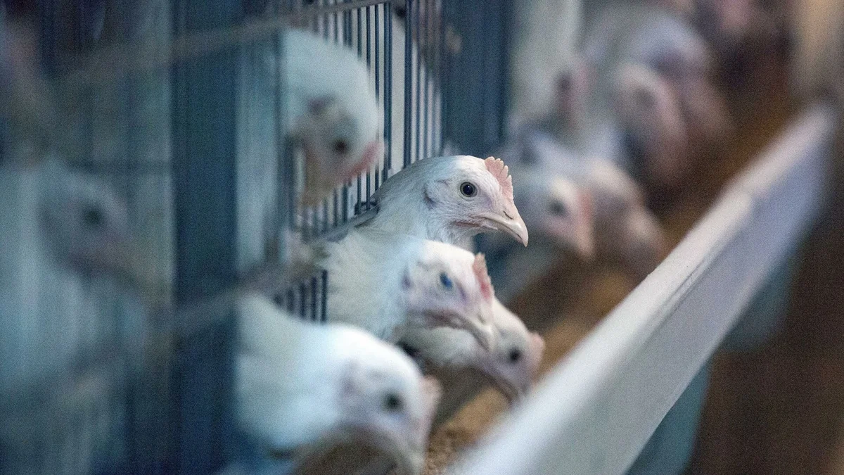 China reports first human case of H10N3 bird flu