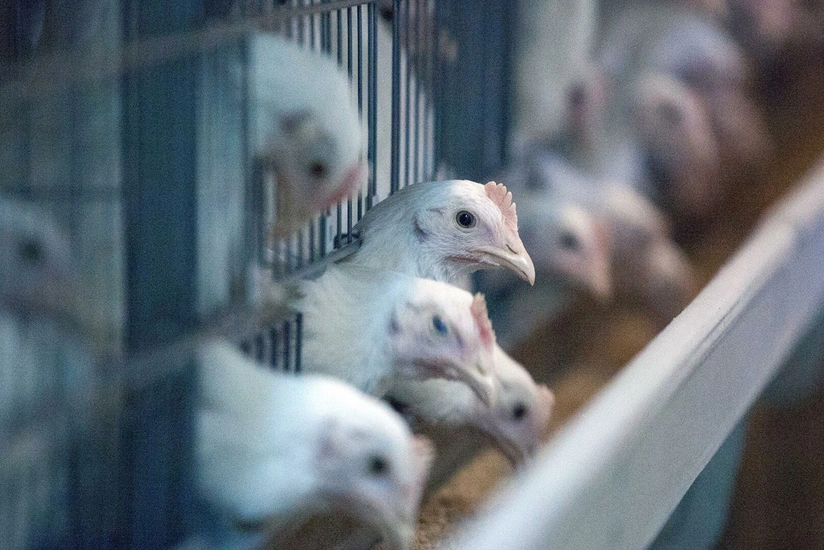 China reports first human case of H10N3 bird flu