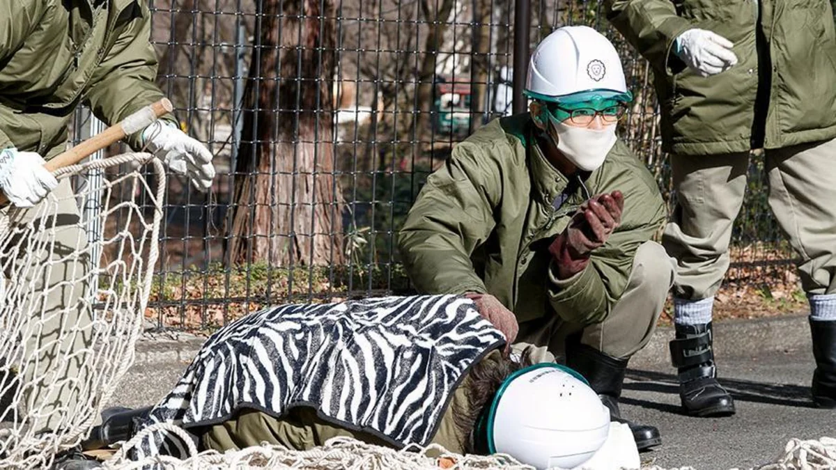 Yaponiyada ağ pələng zoopark əməkdaşını parçalayıb