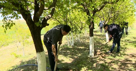 Naxçıvanda Ümummilli Liderin 100 illiyinə həsr olunmuş təmizlik və yaşıllıqlara qulluq aksiyası keçirilib