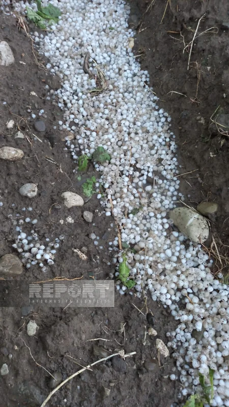 Şəkidə dolu bir sıra fəsadlar törədib