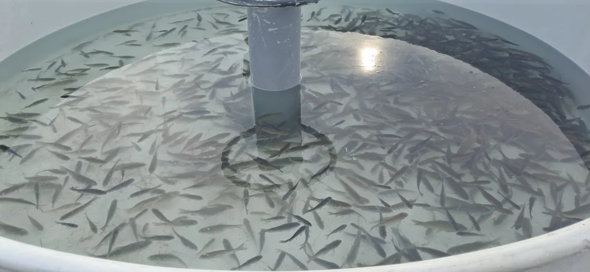 В Куру выпущено 10 тыс. мальков