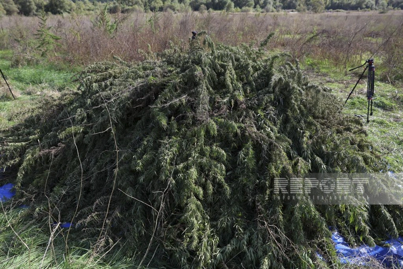 Ağdamın işğaldan azad edilmiş Sırxəvənd kəndində narkotik plantasiyaları aşkarlanıb