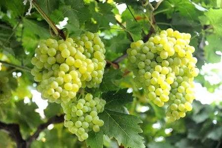 ​Azərbaycanın yerli üzüm genofondu məhv olmaq üzrədir