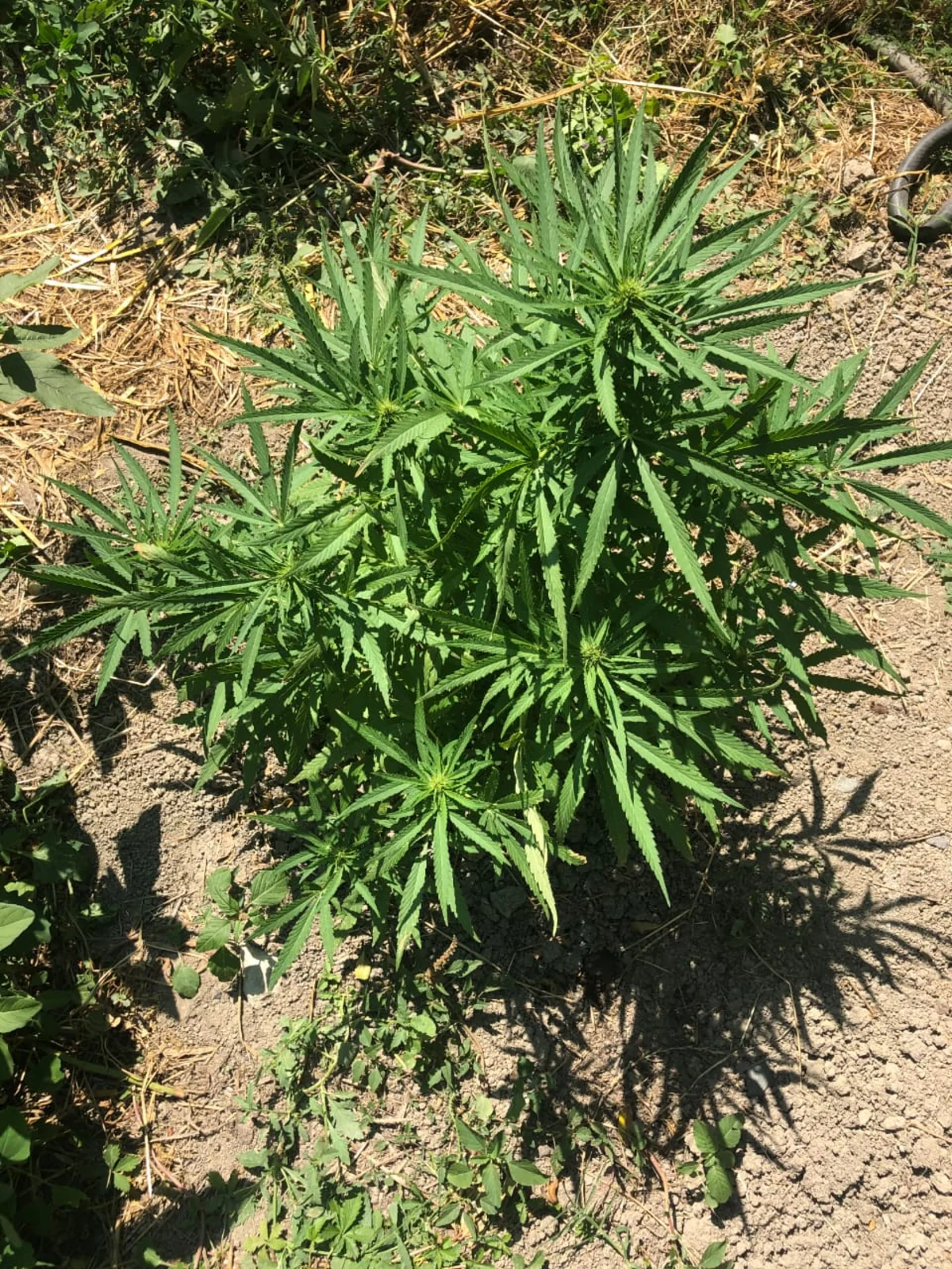 Xaçmazda narkotik tərkibli bitkilər becərən şəxslər saxlanıldı