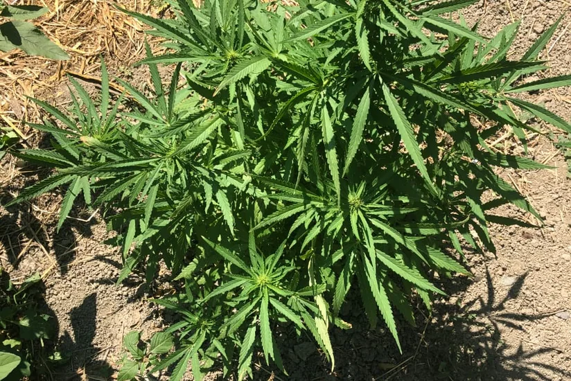 Xaçmazda narkotik tərkibli bitkilər becərən şəxslər saxlanıldı