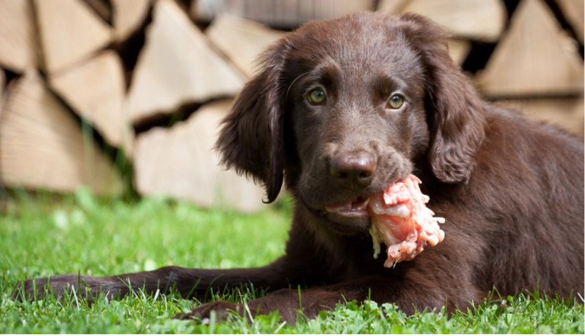 Scientists call dogs dangerous to humanity