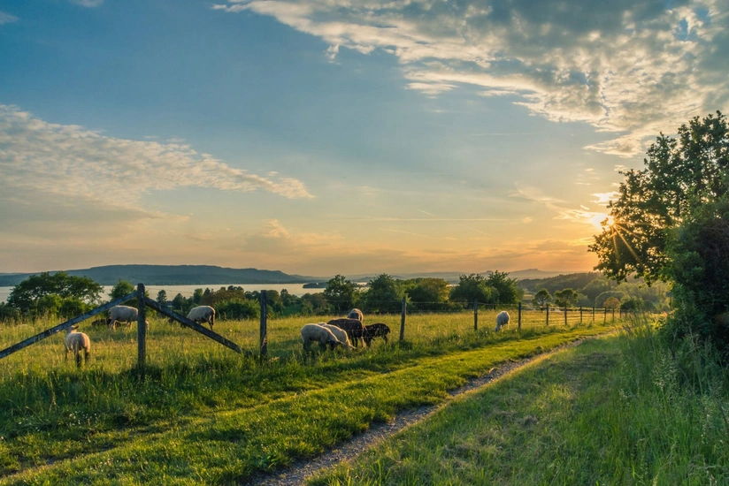 Agricultural sector in Azerbaijan grows by nearly 4%