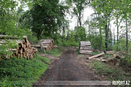 Azərbaycanlı iş adamı Almaniyada saxlanılıb - VİDEOREPORTAJ