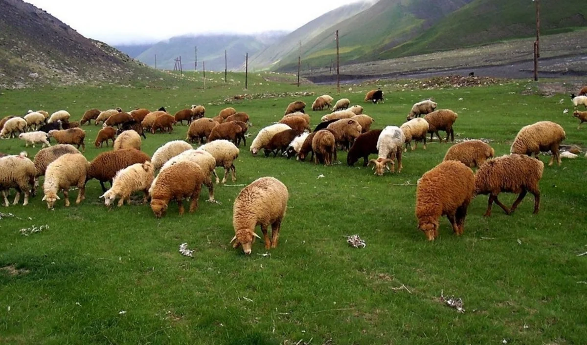 Örüş torpaqları hazırda tələbatı ödəmir, məsələyə yenidən baxılır