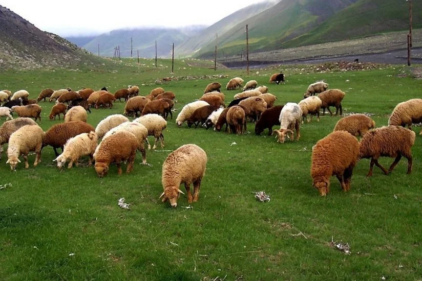 Örüş torpaqları hazırda tələbatı ödəmir, məsələyə yenidən baxılır