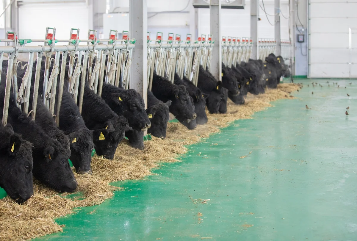 Qobustanda “Aberdin-Anqus” cinsli inəklərin satışına başlanılıb