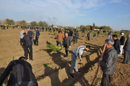 Biləsuvarda yeni meşə massivi salınıb