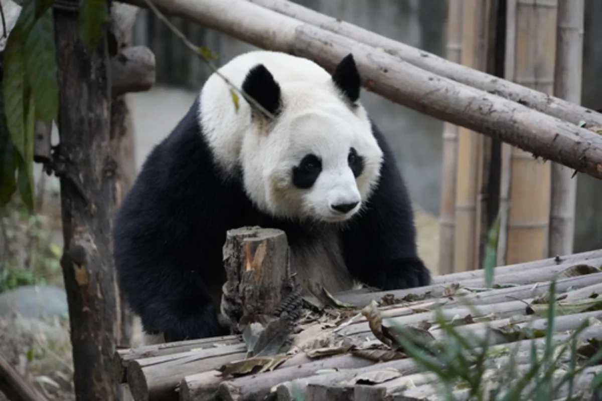 Japan’s oldest panda, Tan Tan, dies at 28