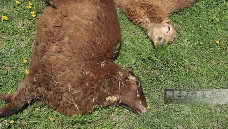 Göyçayda sahibsiz itlər qoyun sürüsünə hücum edib, bir neçə heyvan tələf olub