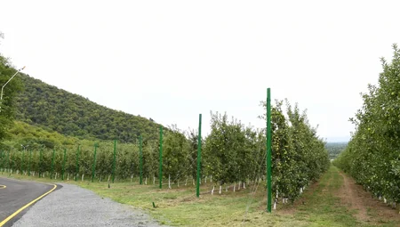 Dövlət başçısı Balakəndə “Bal meyvə” bağçılıq təsərrüfatı ilə tanış olub