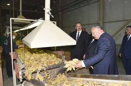 President Ilham Aliyev views tobacco processing plant in Zagatala