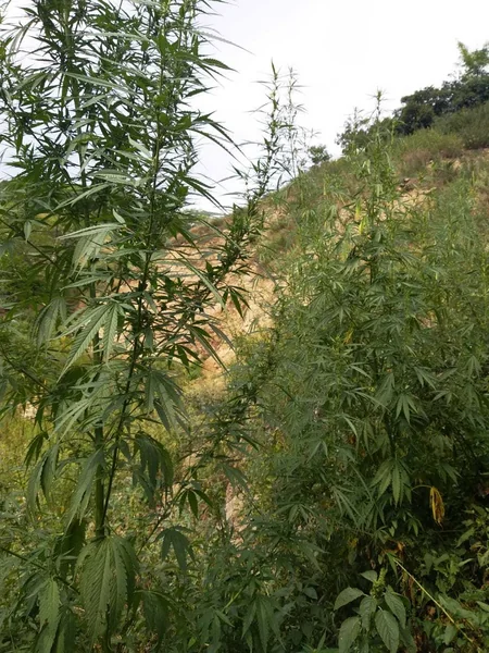 Qusarda bir tona yaxin narkotik tərkibli bitki məhv edilib