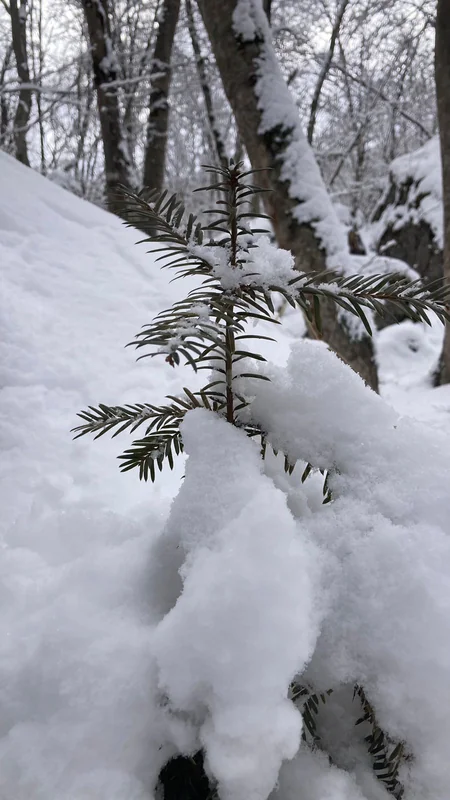 Azərbaycan parklarının qış görüntüləri - FOTOREPORTAJ