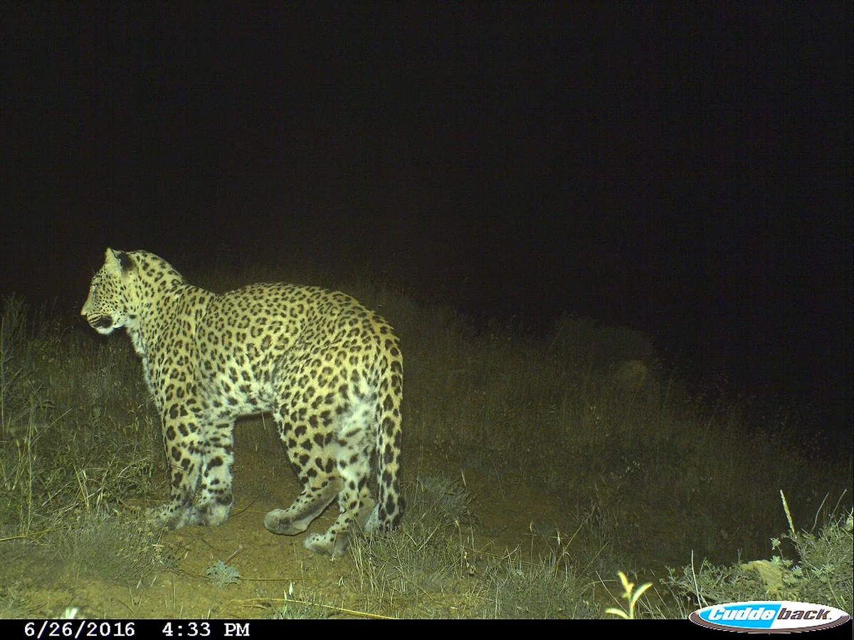 Photos of leopard cubs taken in Nakhchivan