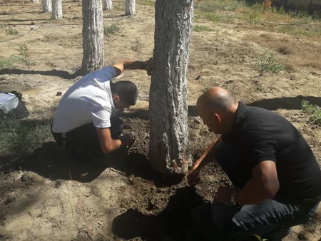 Nazirlik Bakıda ağacları məqsədli şəkildə məhv edən restoran sahibini 57 min 360 manat cərimələyib