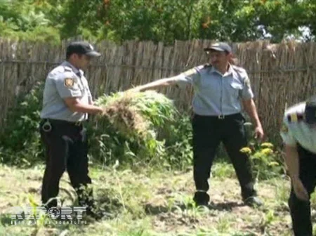 ​Saatlıda narkotik bitkilərin becərilməsi ilə məşğul olan qardaşlar tutulub - FOTO