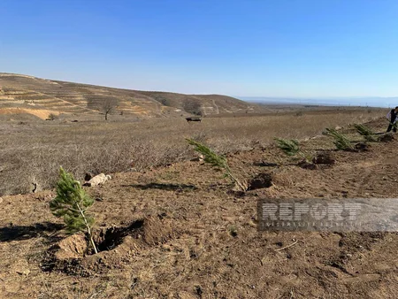 Cəbrayılda Ağıllı tingçilik ərazisində 200-dən çox şam ağacı əkilib