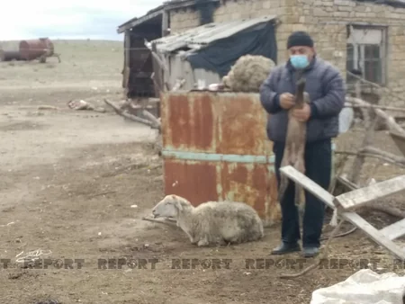 Tərtərdə fermada xəstəlik yayılıb, qoyunlar kütləvi şəkildə tələf olub - YENİLƏNİB