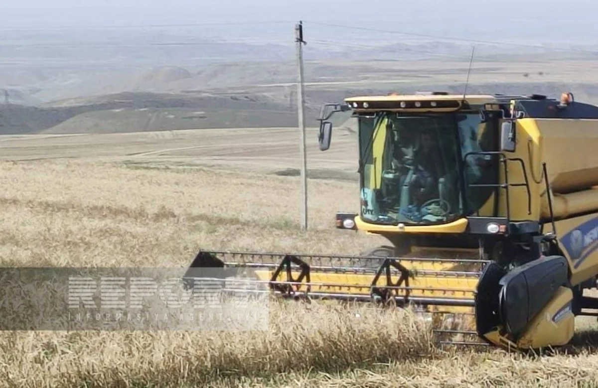 Goranboyda bu il 23 min hektara yaxın sahədə taxıl biçilib