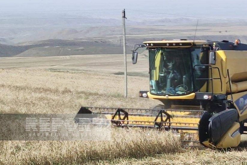 Goranboyda bu il 23 min hektara yaxın sahədə taxıl biçilib