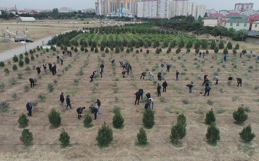 “Azərsu” Heydər Əliyevin 100 illik yubileyi münasibətilə ağacəkmə aksiyası keçirib