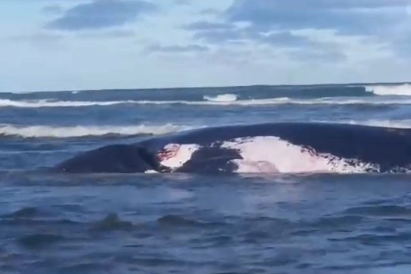 İtaliyada balinanın mədəsindən 22 kiloqramadək plastik çıxdı