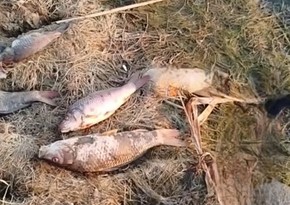 Mahmudçalada balıqların kütləvi ölümünün səbəbi açıqlanıb - YENİLƏNİB - RƏSMİ 