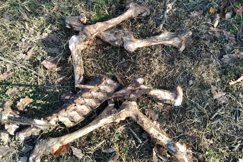 İsmayıllıda at və uzunqulaq cəsədlərinin qalıqları tapılıb